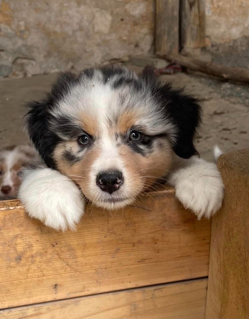 chiot Berger Australien des Charbonniers Austral