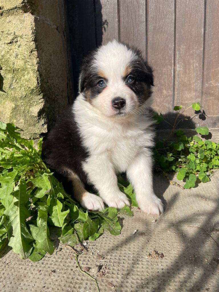 des Charbonniers Austral - Chiot disponible  - Berger Australien