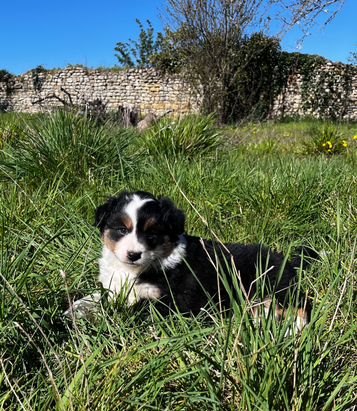 des Charbonniers Austral - Chiots disponibles - Berger Australien
