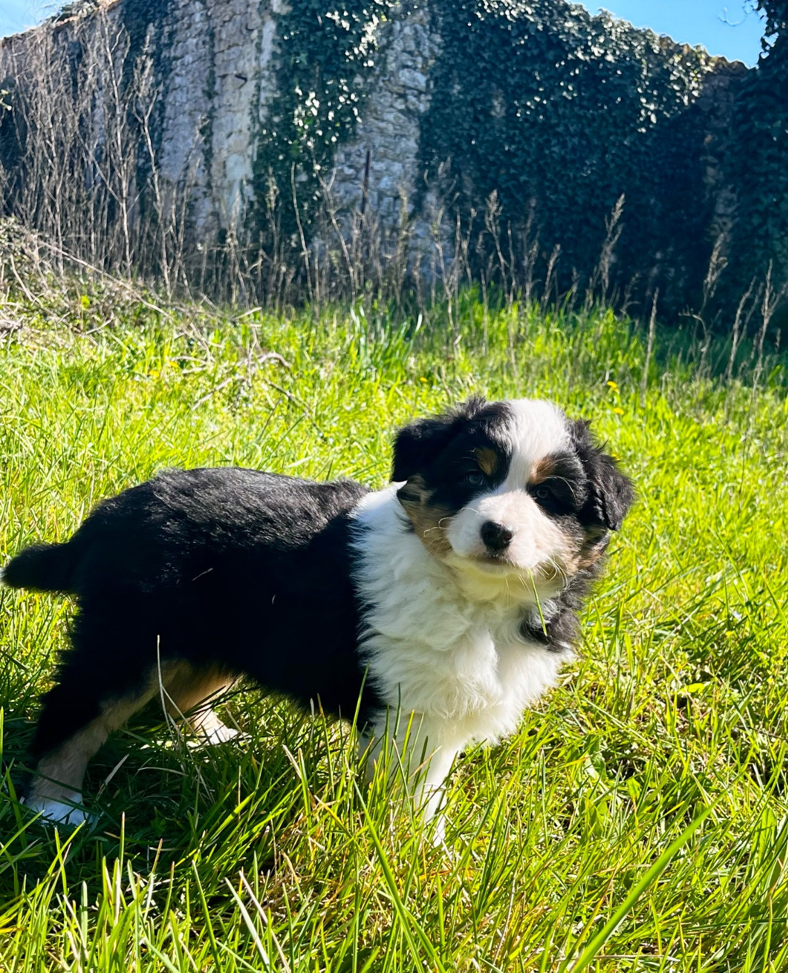 des Charbonniers Austral - Chiots disponibles - Berger Australien